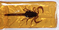 toffee-scorpion.jpg