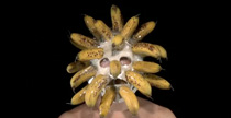 william-lamson-exploding-bananas