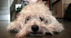 Thumbnail of Charlie